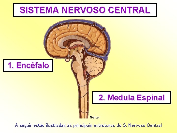 SISTEMA NERVOSO CENTRAL 1. Encéfalo 2. Medula Espinal Netter A seguir estão ilustradas as