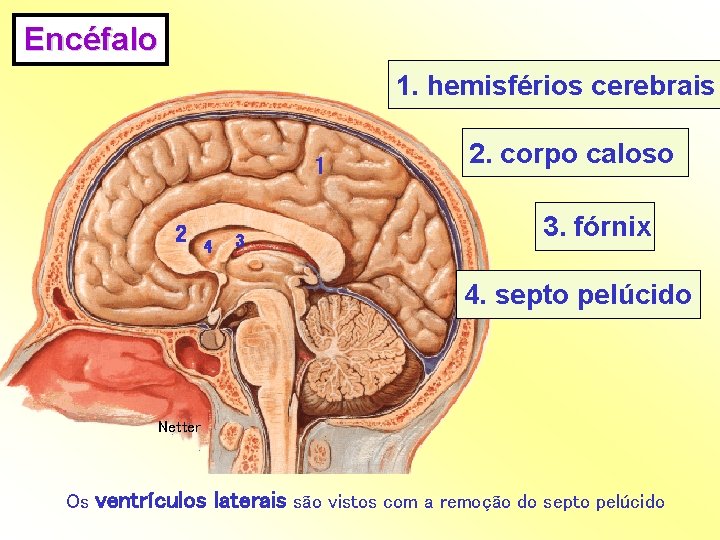 Encéfalo 1. hemisférios cerebrais 1 2 4 3 2. corpo caloso 3. fórnix 4.