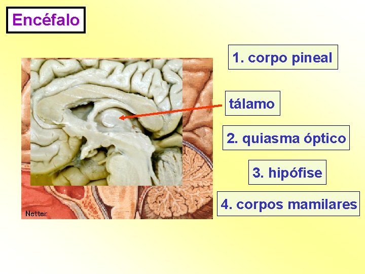 Encéfalo 1. corpo pineal tálamo 1 2 3 Netter 2. quiasma óptico 4 3.