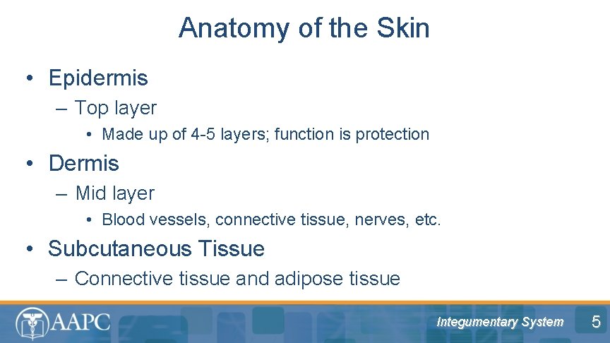 Anatomy of the Skin • Epidermis – Top layer • Made up of 4