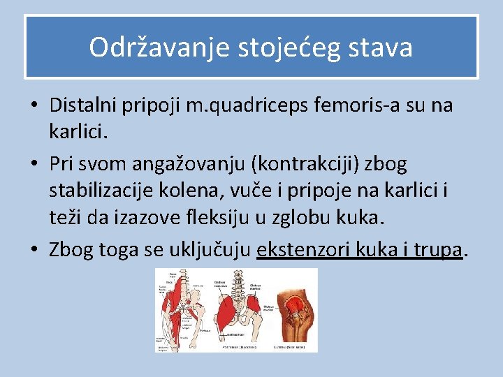 Održavanje stojećeg stava • Distalni pripoji m. quadriceps femoris-a su na karlici. • Pri