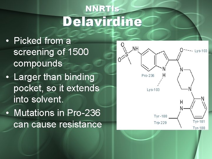 NNRTIs Delavirdine • Picked from a screening of 1500 compounds • Larger than binding
