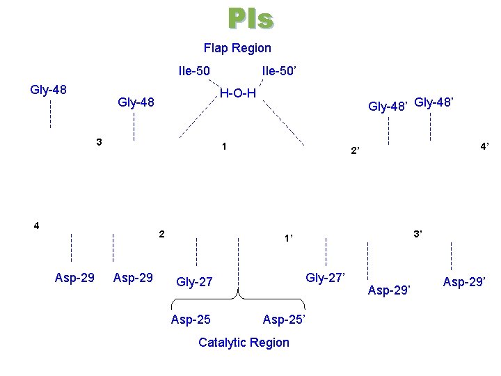 PIs Flap Region Ile-50 Gly-48 H-O-H Gly-48 3 Gly-48’ 1 4 2 Asp-29 Ile-50’