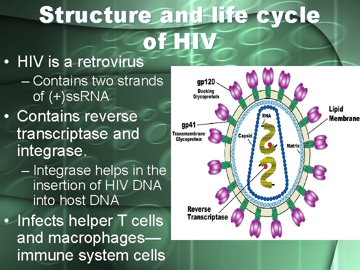 Structure and life cycle of HIV • HIV is a retrovirus – Contains two