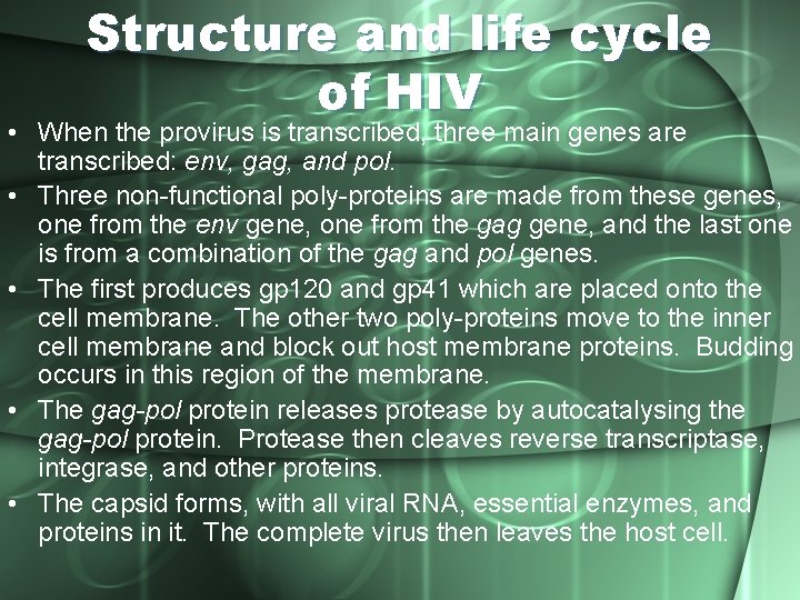 Structure and life cycle of HIV • When the provirus is transcribed, three main