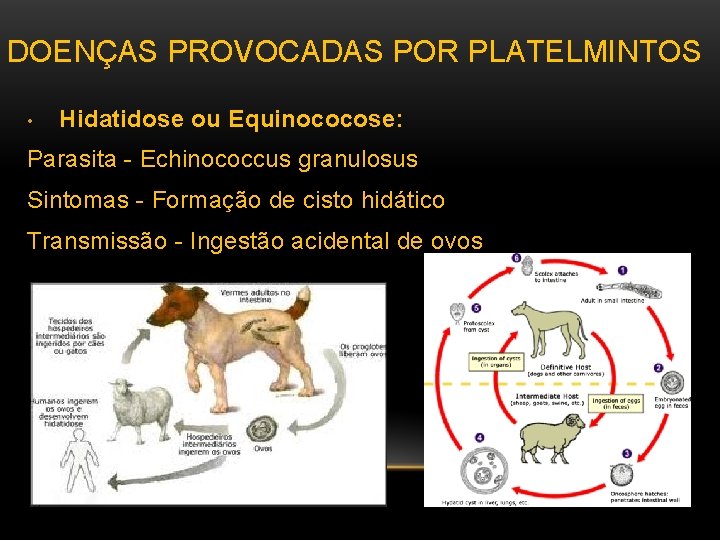 DOENÇAS PROVOCADAS POR PLATELMINTOS • Hidatidose ou Equinococose: Parasita - Echinococcus granulosus Sintomas -