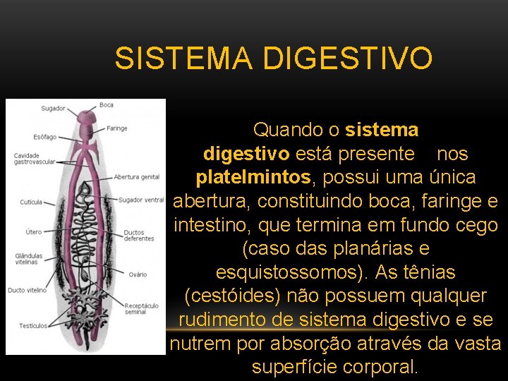  SISTEMA DIGESTIVO Quando o sistema digestivo está presente nos platelmintos, possui uma única