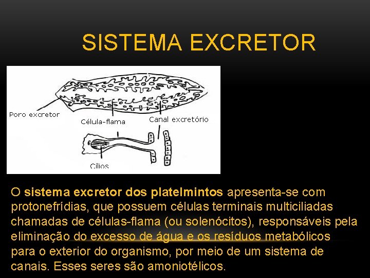  SISTEMA EXCRETOR O sistema excretor dos platelmintos apresenta-se com protonefrídias, que possuem células