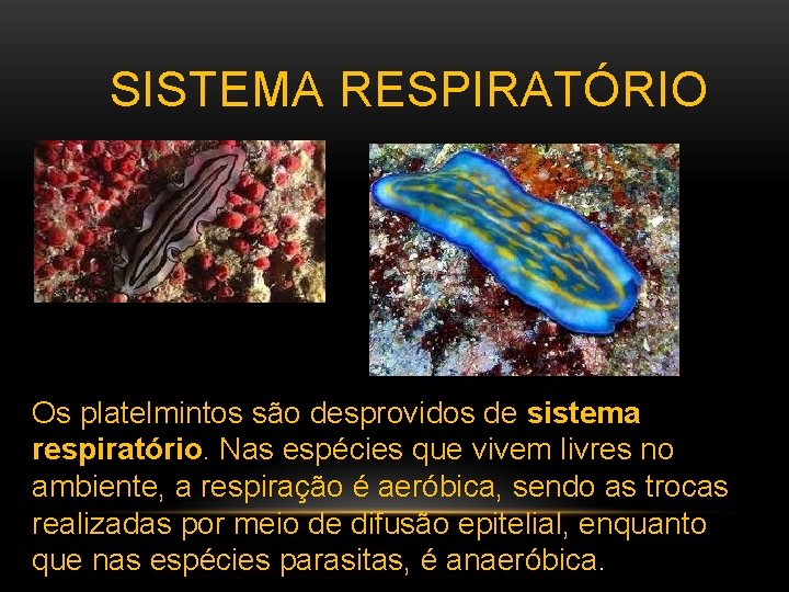  SISTEMA RESPIRATÓRIO Os platelmintos são desprovidos de sistema respiratório. Nas espécies que vivem