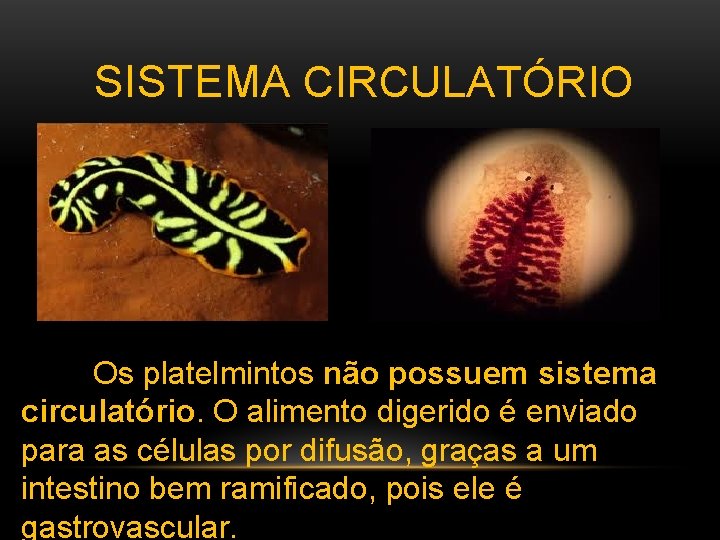  SISTEMA CIRCULATÓRIO Os platelmintos não possuem sistema circulatório. O alimento digerido é enviado