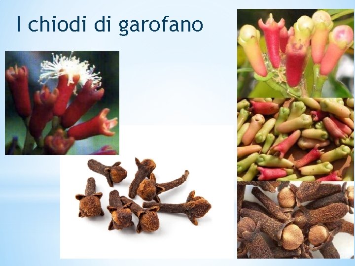 I chiodi di garofano 