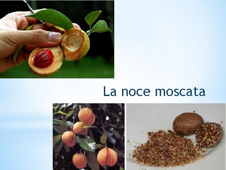 La noce moscata 