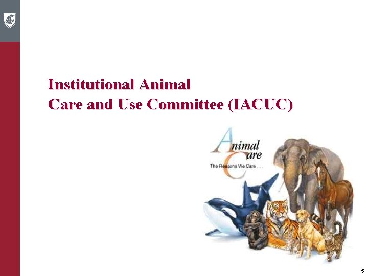 Institutional Animal Care and Use Committee (IACUC) 5 
