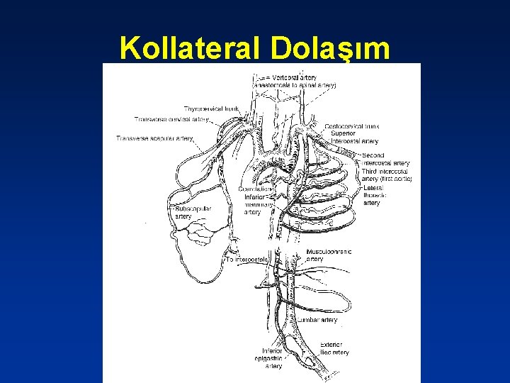 Kollateral Dolaşım 