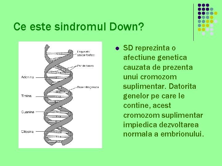 Ce este sindromul Down? l SD reprezinta o afectiune genetica cauzata de prezenta unui