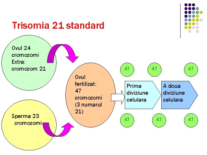 Trisomia 21 standard Ovul 24 cromozomi Extra: cromozom 21 Sperma 23 cromozomi 47 Ovul