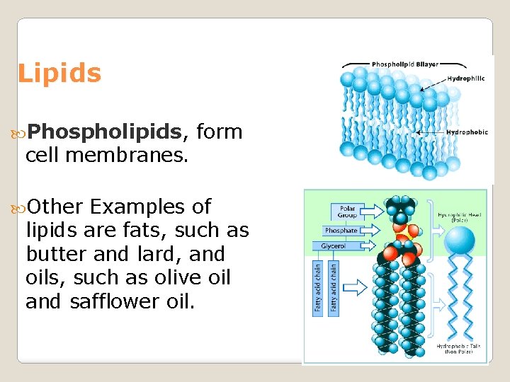 Lipids Phospholipids, cell membranes. Other form Examples of lipids are fats, such as butter