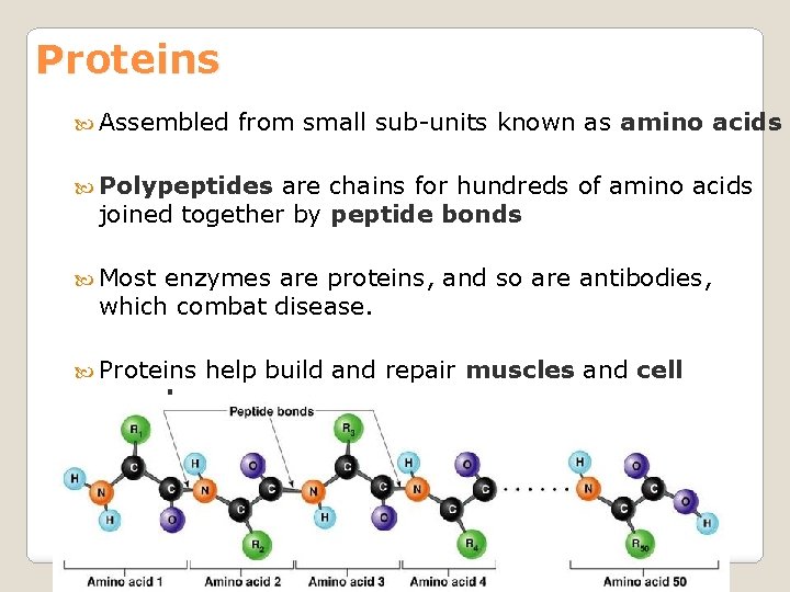 Proteins Assembled from small sub-units known as amino acids Polypeptides are chains for hundreds