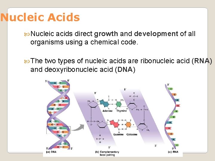 Nucleic Acids Nucleic acids direct growth and development of all organisms using a chemical