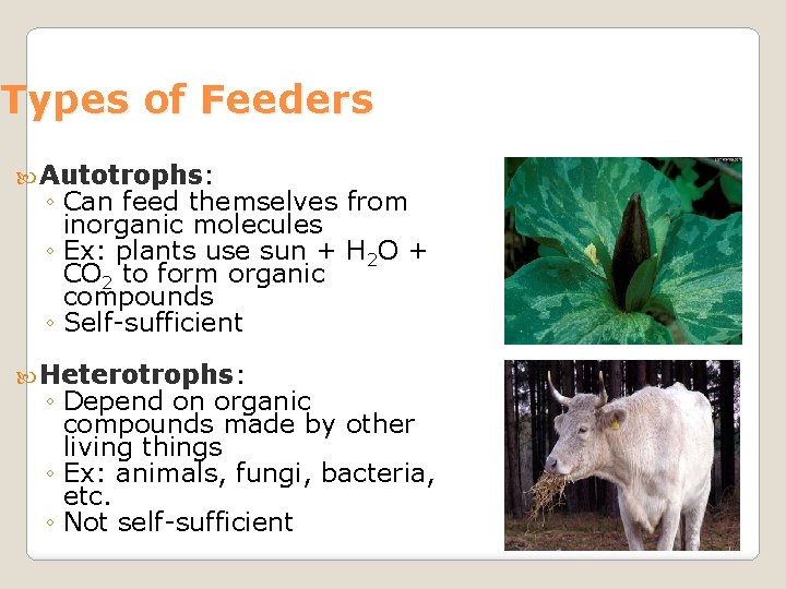 Types of Feeders Autotrophs: ◦ Can feed themselves from inorganic molecules ◦ Ex: plants