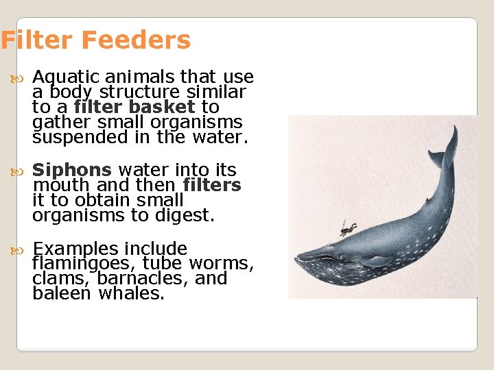 Filter Feeders Aquatic animals that use a body structure similar to a filter basket