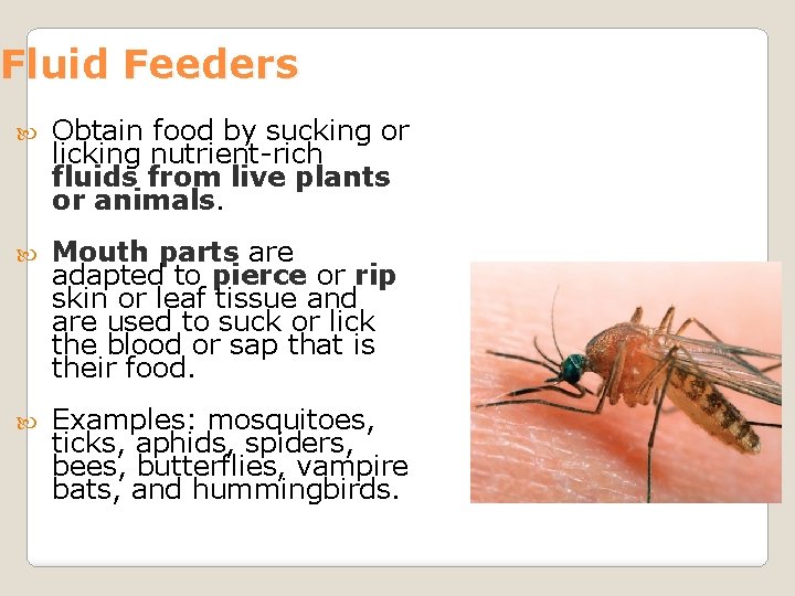 Fluid Feeders Obtain food by sucking or licking nutrient-rich fluids from live plants or