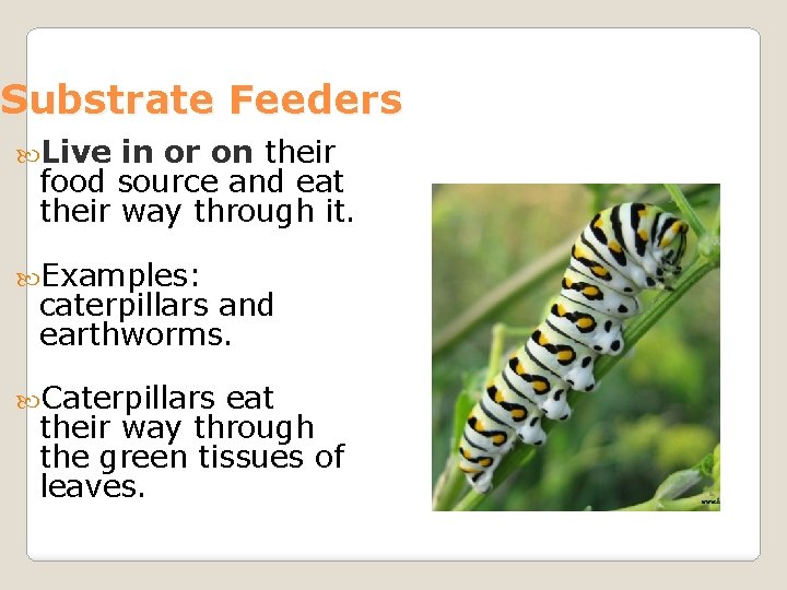 Substrate Feeders Live in or on their food source and eat their way through