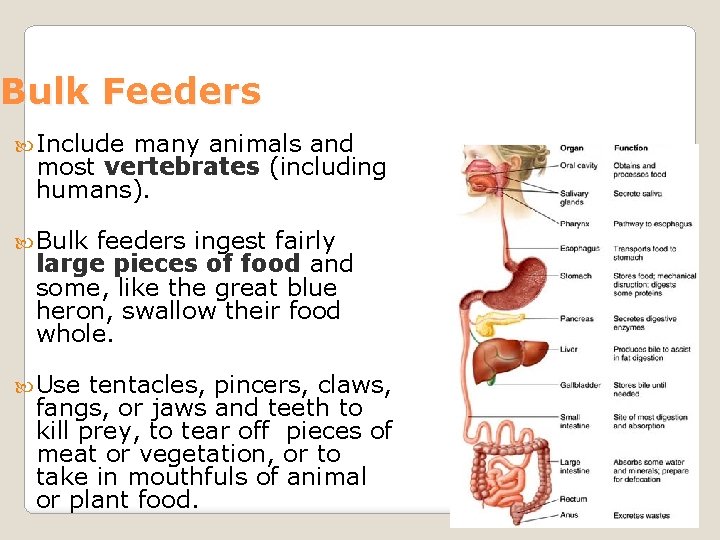 Bulk Feeders Include many animals and most vertebrates (including humans). Bulk feeders ingest fairly