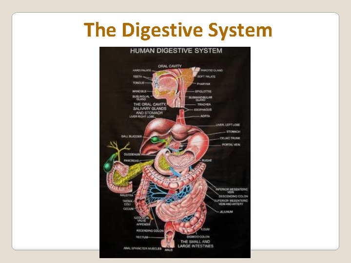 The Digestive System 