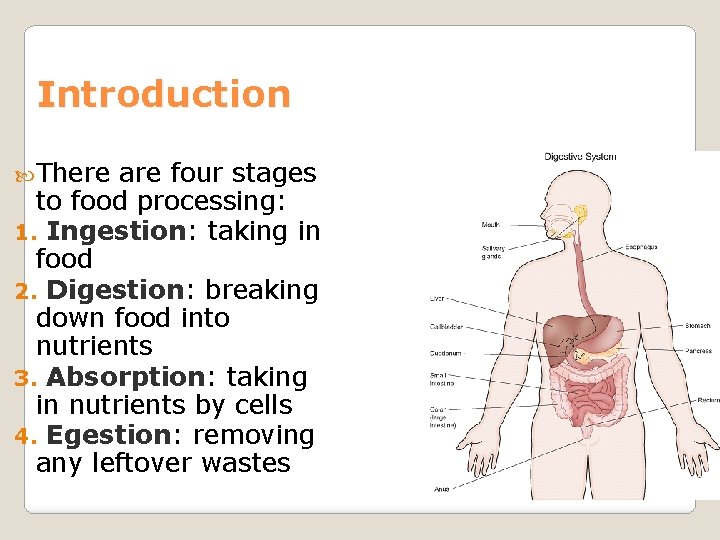 Introduction There are four stages to food processing: 1. Ingestion: taking in food 2.