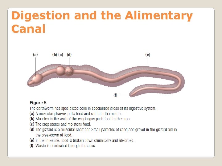 Digestion and the Alimentary Canal 