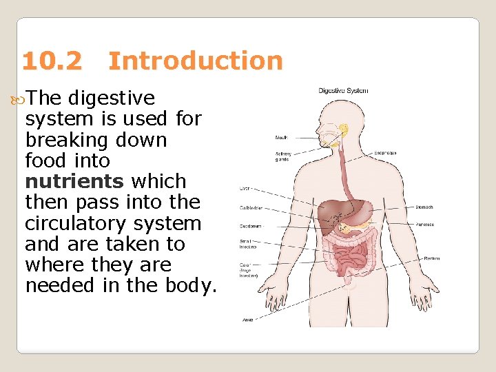 10. 2 Introduction The digestive system is used for breaking down food into nutrients