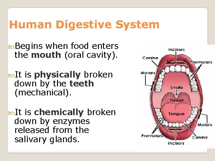 Human Digestive System Begins when food enters the mouth (oral cavity). It is physically