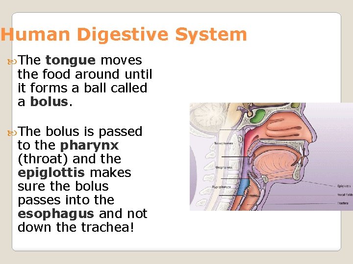 Human Digestive System The tongue moves the food around until it forms a ball