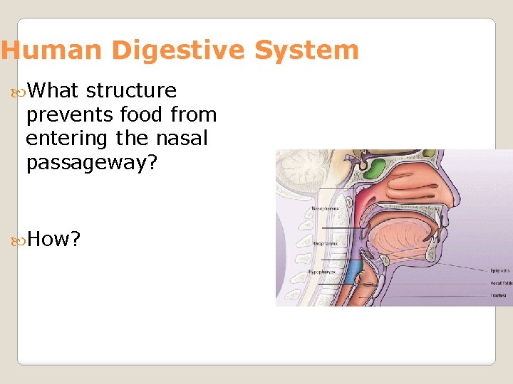 Human Digestive System What structure prevents food from entering the nasal passageway? How? 