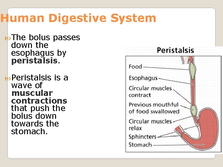Human Digestive System The bolus passes down the esophagus by peristalsis. Peristalsis is a
