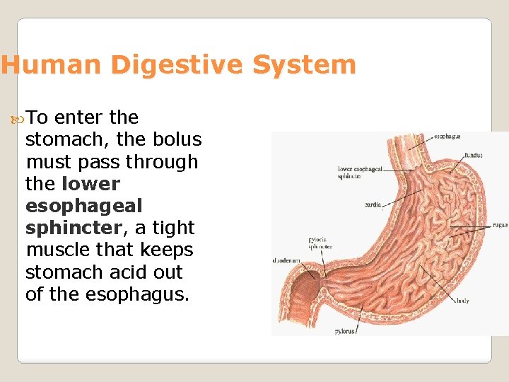 Human Digestive System To enter the stomach, the bolus must pass through the lower