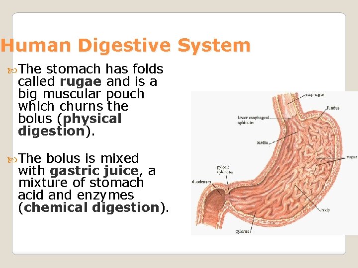 Human Digestive System The stomach has folds called rugae and is a big muscular