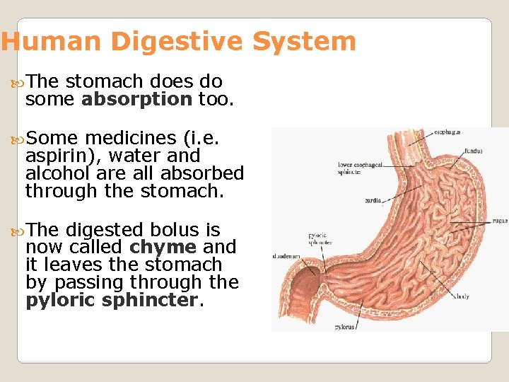 Human Digestive System The stomach does do some absorption too. Some medicines (i. e.