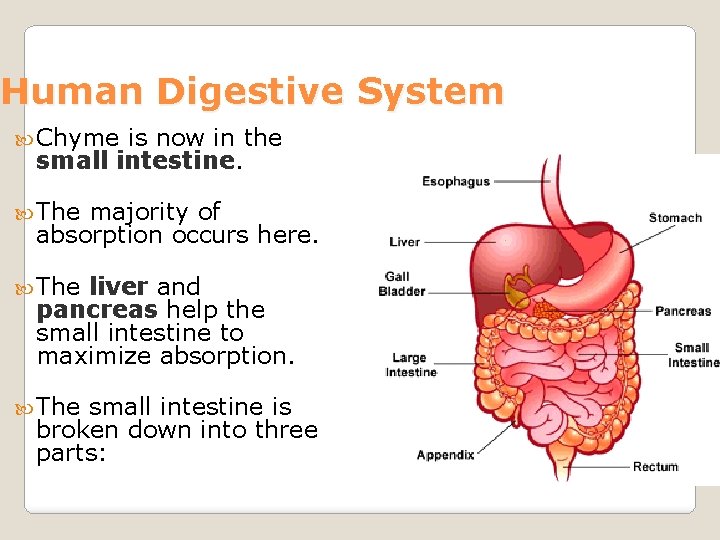 Human Digestive System Chyme is now in the small intestine. The majority of absorption