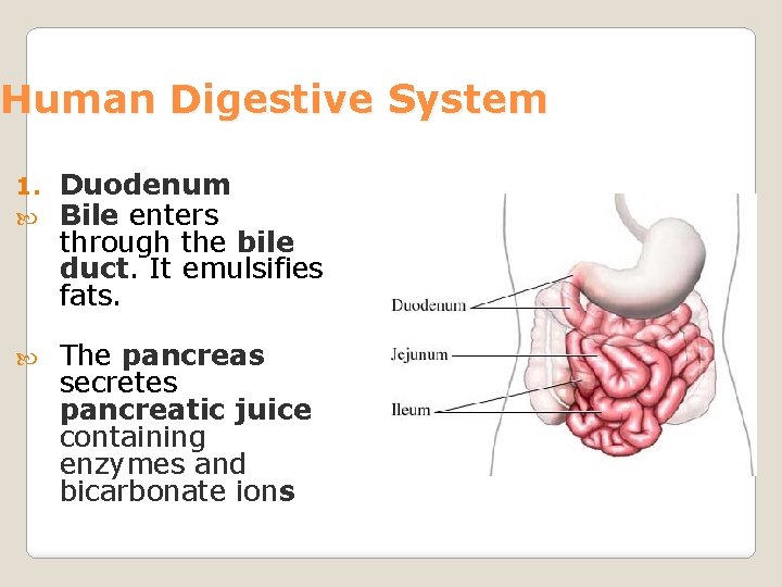 Human Digestive System 1. Duodenum Bile enters through the bile duct. It emulsifies fats.
