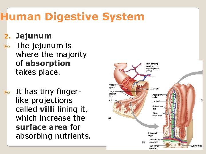 Human Digestive System Jejunum The jejunum is where the majority of absorption takes place.
