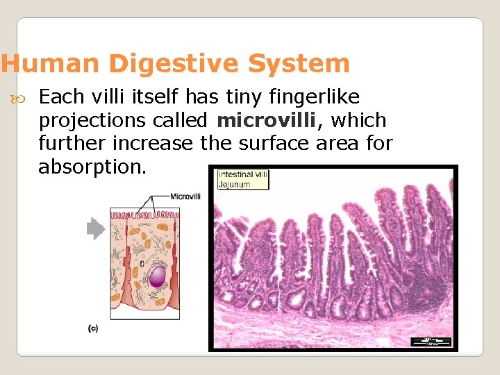 Human Digestive System Each villi itself has tiny fingerlike projections called microvilli, which further