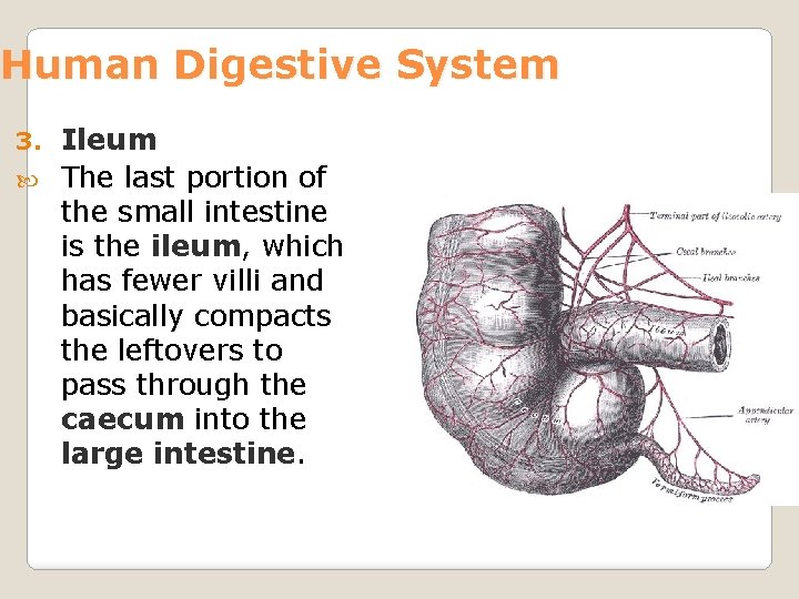 Human Digestive System Ileum The last portion of the small intestine is the ileum,