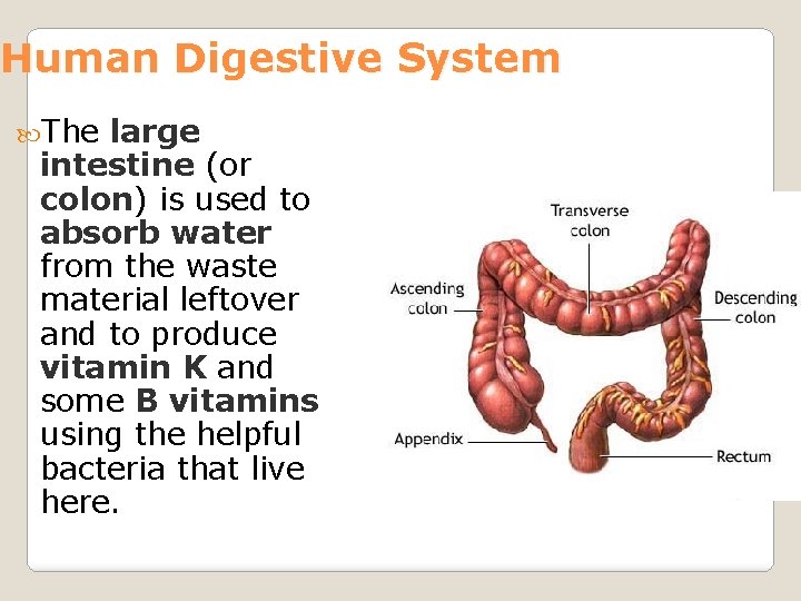 Human Digestive System The large intestine (or colon) is used to absorb water from
