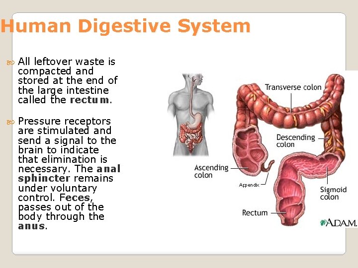 Human Digestive System All leftover waste is compacted and stored at the end of
