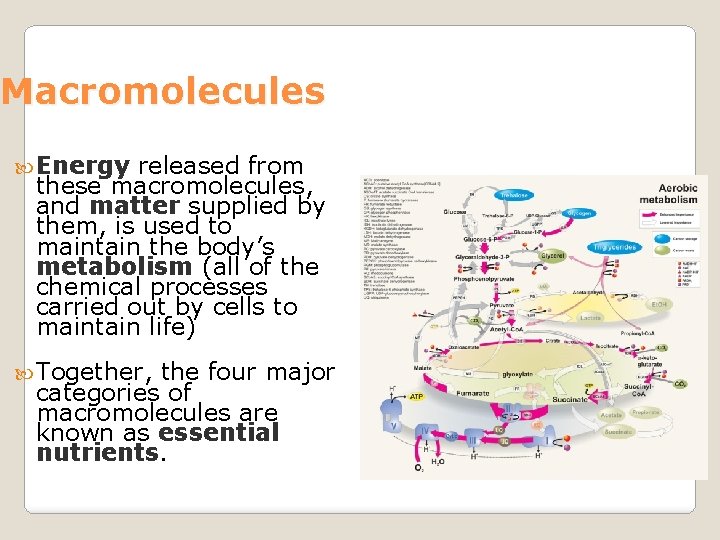 Macromolecules Energy released from these macromolecules, and matter supplied by them, is used to