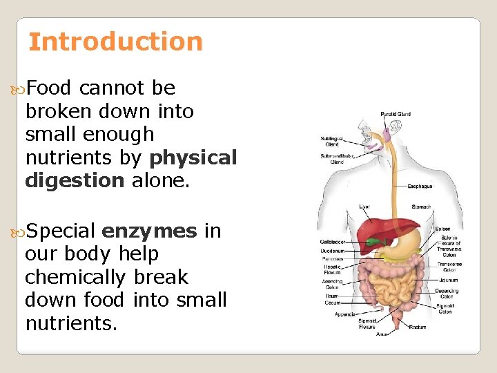 Introduction Food cannot be broken down into small enough nutrients by physical digestion alone.