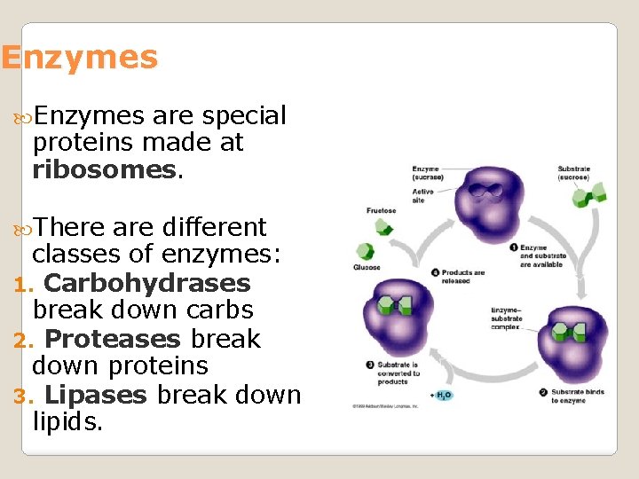 Enzymes are special proteins made at ribosomes. There are different classes of enzymes: 1.