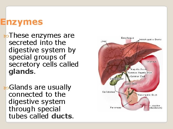 Enzymes These enzymes are secreted into the digestive system by special groups of secretory
